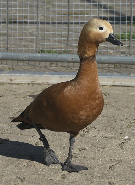 CBA联赛